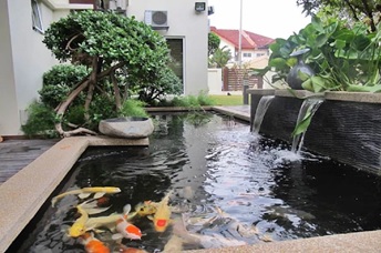 Desain Kolam Koi Minimalis