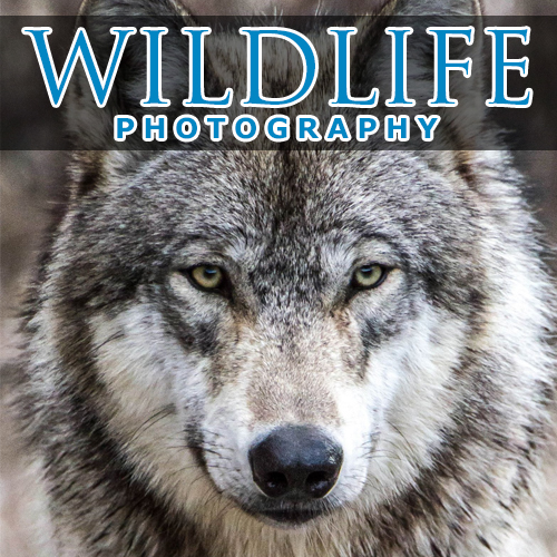 TIPS MEMULAI WILDLIFE PHOTOGRAPHY
