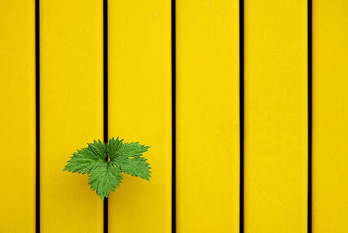 Cara Menemukan komponen utama fotografi minimalis
