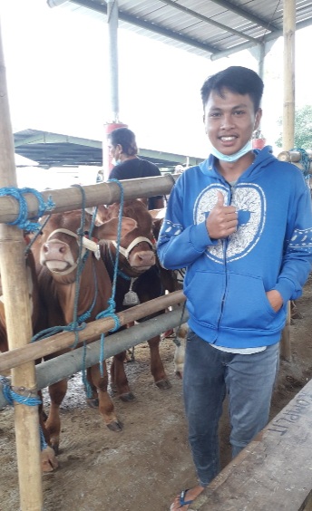 Prospek Menjanjikan, Peluang Usaha Penggemukan Sapi Makin Banyak Diminati