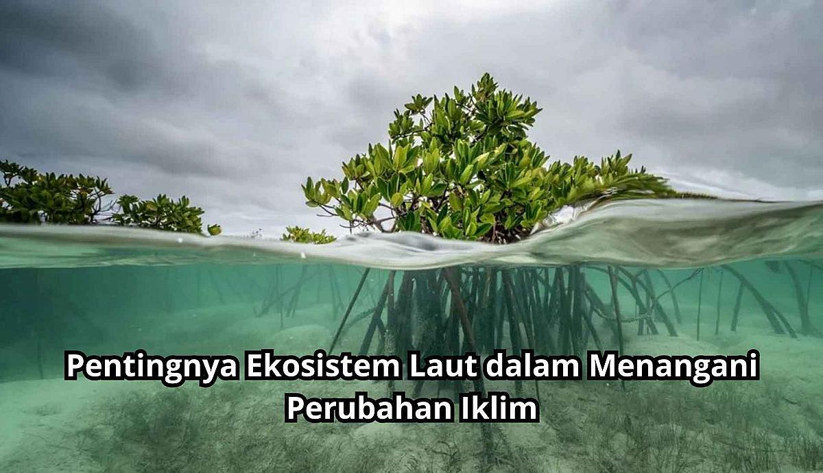 Pentingnya Ekosistem Laut dalam Menangani Perubahan Iklim