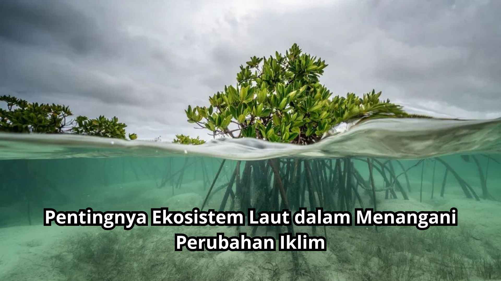 Pentingnya Ekosistem Laut dalam Menangani Perubahan Iklim